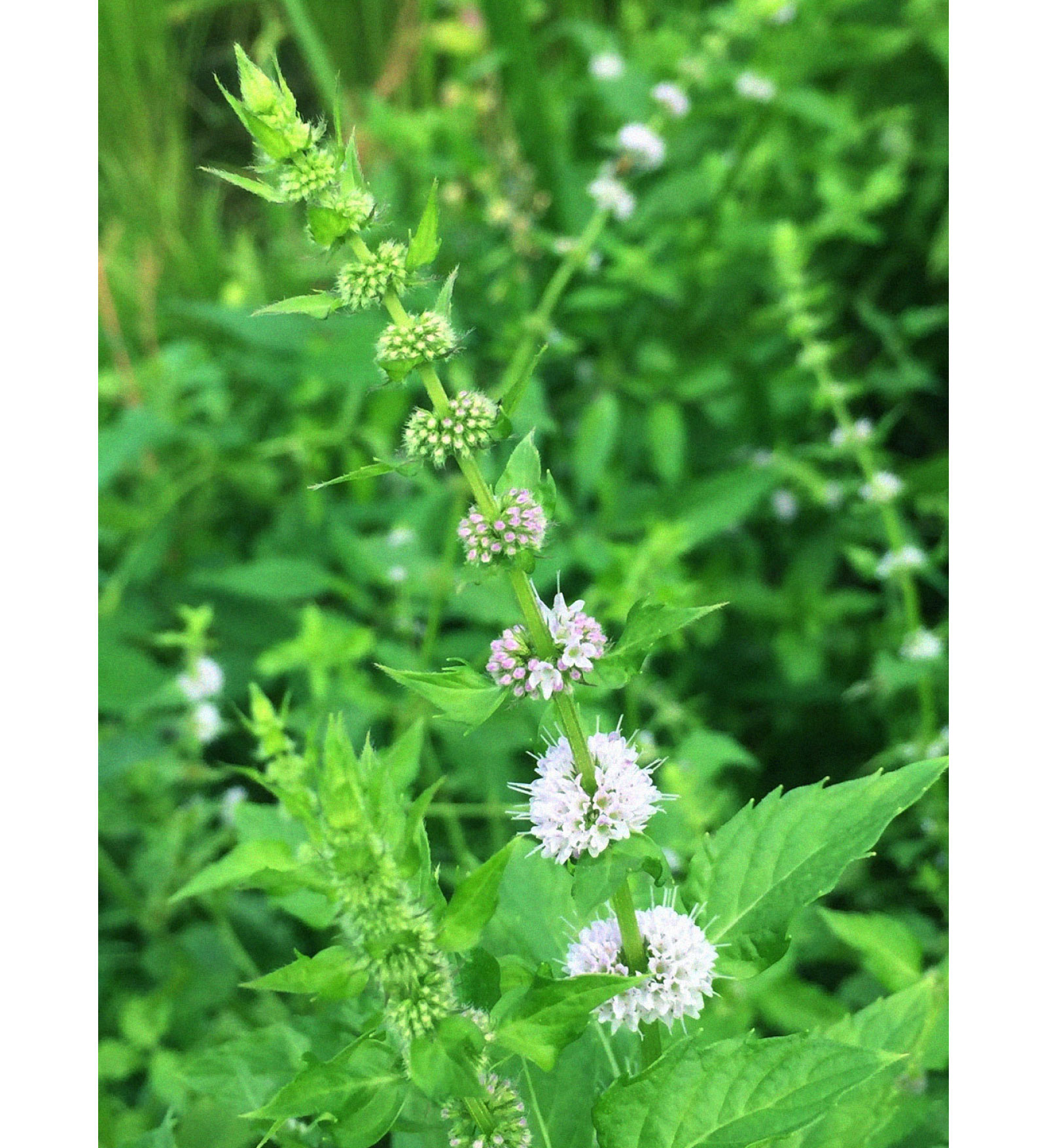 暦生活 こよみせいかつ 10周年 田んぼの畦には ７月に入るとニホンハッカ 日本薄荷 の花が咲き始めます 近くにいくと清々しいいい香りが漂っています ニホンハッカはシソ科ハッカ属の多年草で 日本に自生する在来のミント 和薄荷 と呼ばれる