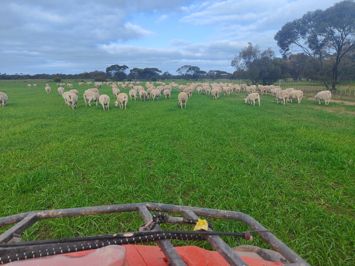 justinbammann's tweet photo. Single #ultawhite ewe lamb's heading out to their lambing paddock. https://t.co/kDY5XSAC6m