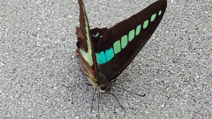 アゲハ蝶のスピリチュアル的な意味 幸運の種類は色によって異なる エンタメlab