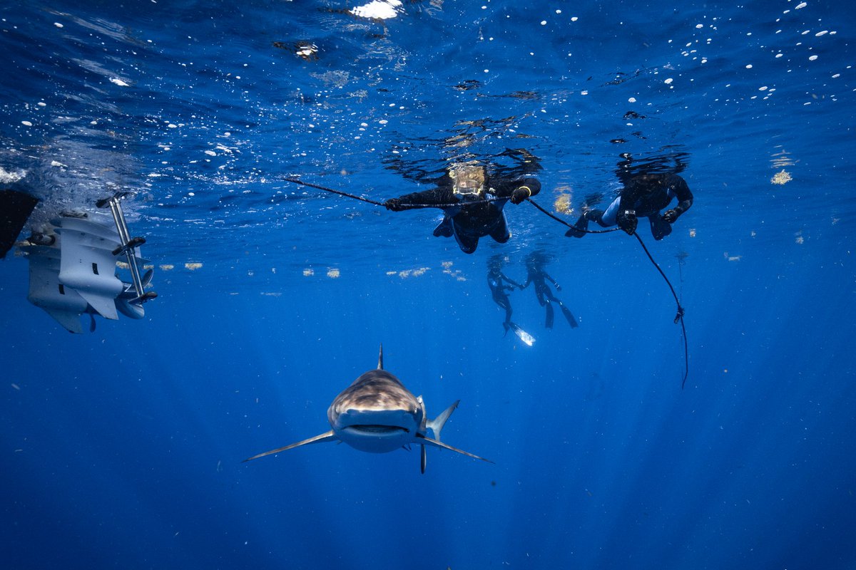 rockytgurl74's tweet image. #SharkWeek #EveryWeekIsSharkWeek 
#SnorkelingWithSharks