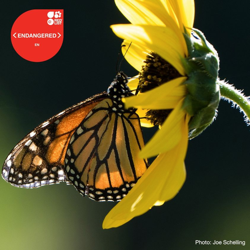 EspecesMenacees's tweet photo. Tout un symbole 🦋🦋
Le monarque, l'un des #papillons les plus célèbres dans le monde du fait de son impressionnante migration, est dorénavant considéré comme menacé. https://t.co/aWkBgSr7sn