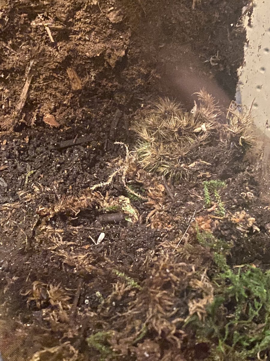 Welldweller's tweet photo. Can you find the #frog ? #pacmanfrog #reptile #exotic #cute https://t.co/M5apbDFMc6