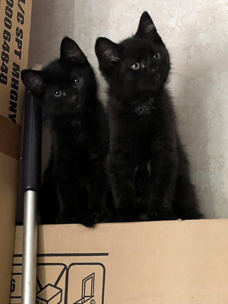 IllegallySmol's tweet photo. Mr Emma and Mr Agatha, illegally smol girls that turned out to be boys! 10 wks here. https://t.co/LyQFaEqPSP https://t.co/nTxn3CDUKW