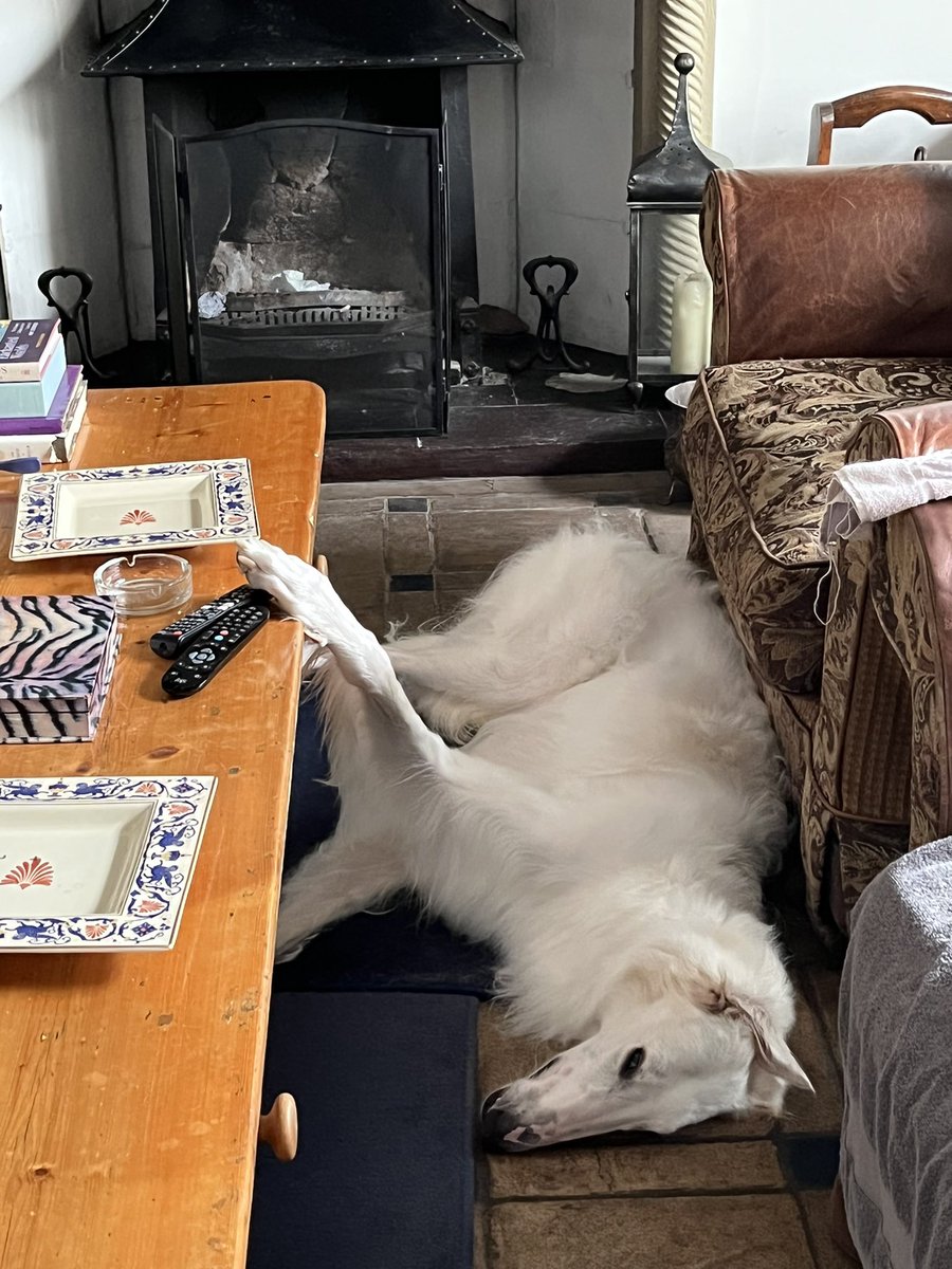 Hugo is back from his holiday. Guess who is in charge of the TV remotes #DogsOnTwitter