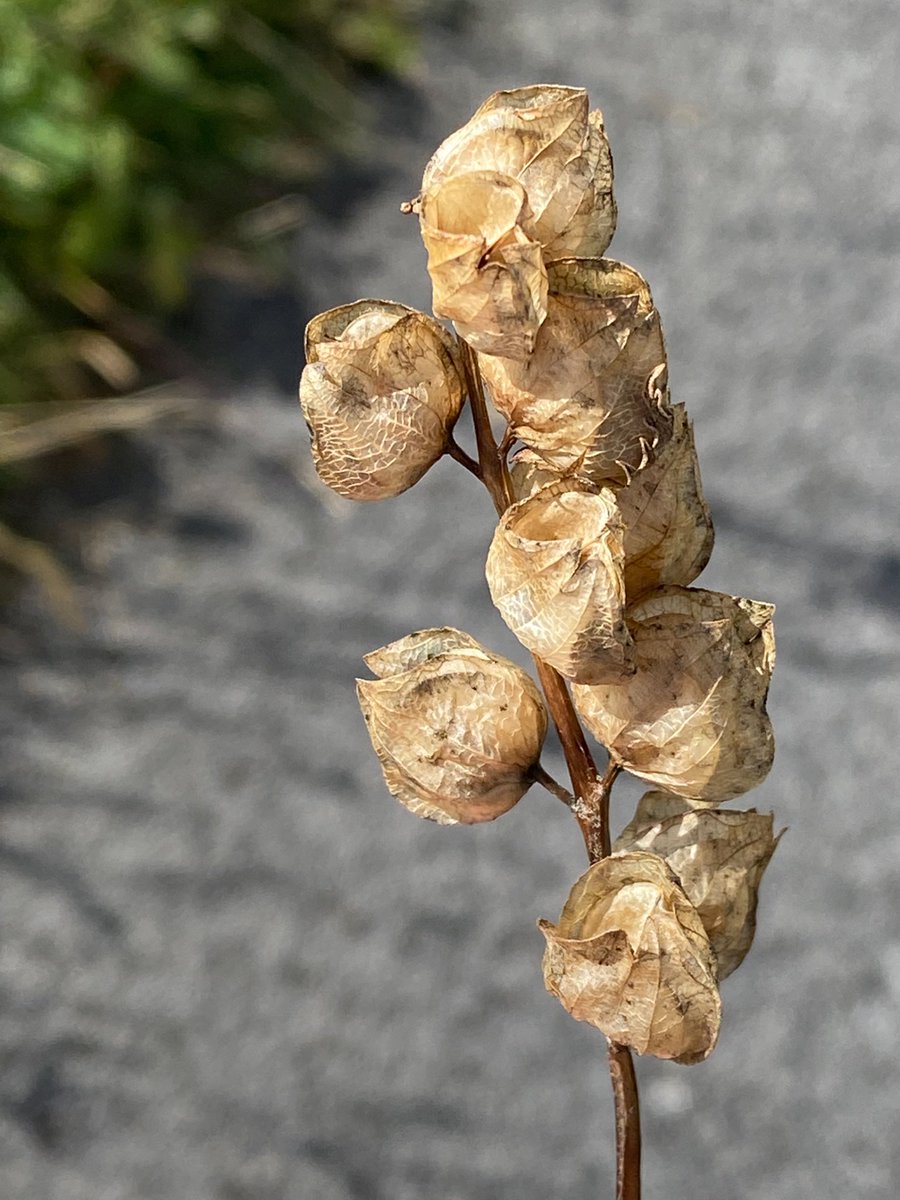 #365DaysWild  @Naturalcalendar  @NearbyWild 
Yellowrattle seed pods.