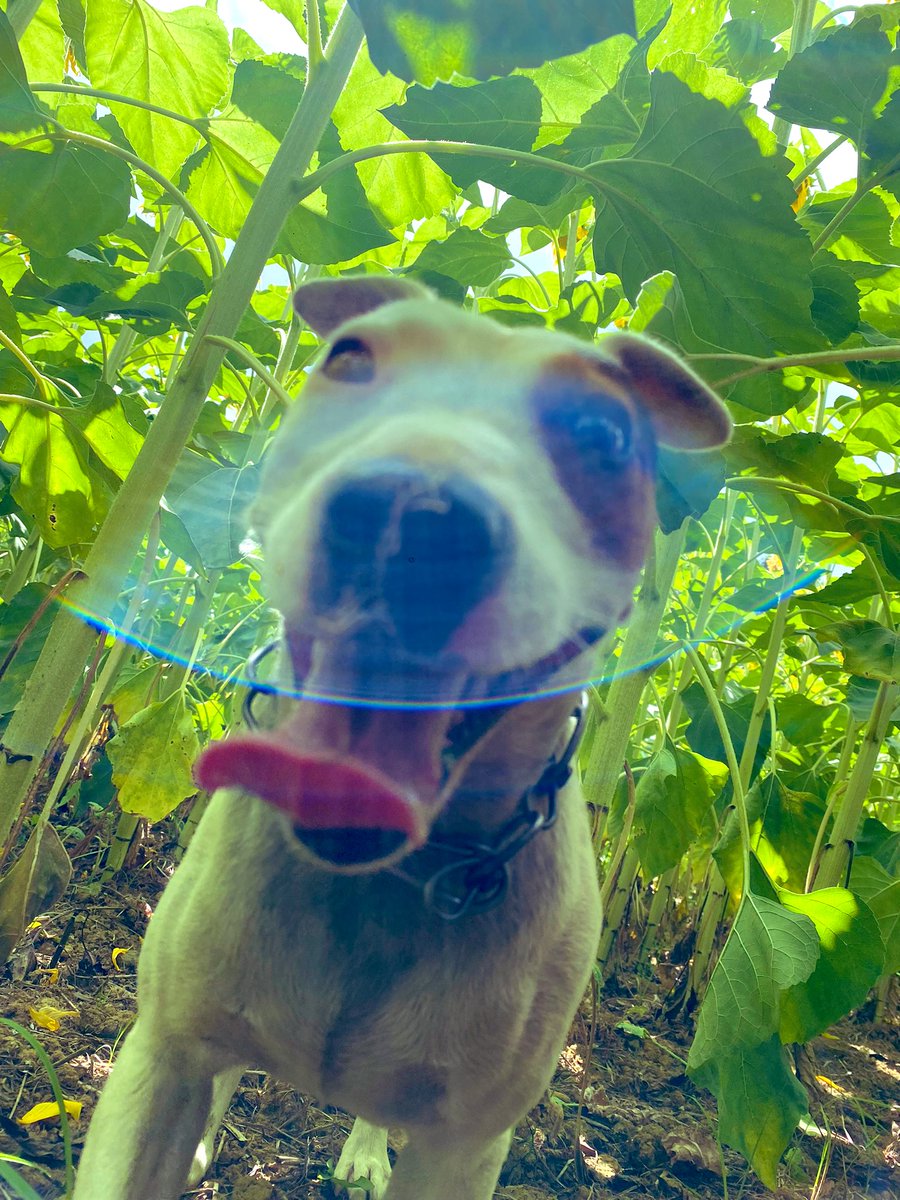 BonaHoun640's tweet photo. Après méteil enrubanné, la culture de #tournesol 🌻 pourrait tirer son épingle du jeu malgré la #sécheresse 🥵 (💧67 mm dans le Sud des #Landes )
Rita 🐶 reste au frais sous la canopée du #P63HE143 @PioneerSeeds semé à 40 cm
#pénurie #huile #ukraine 🇺🇦 https://t.co/P4bs2AdEfk