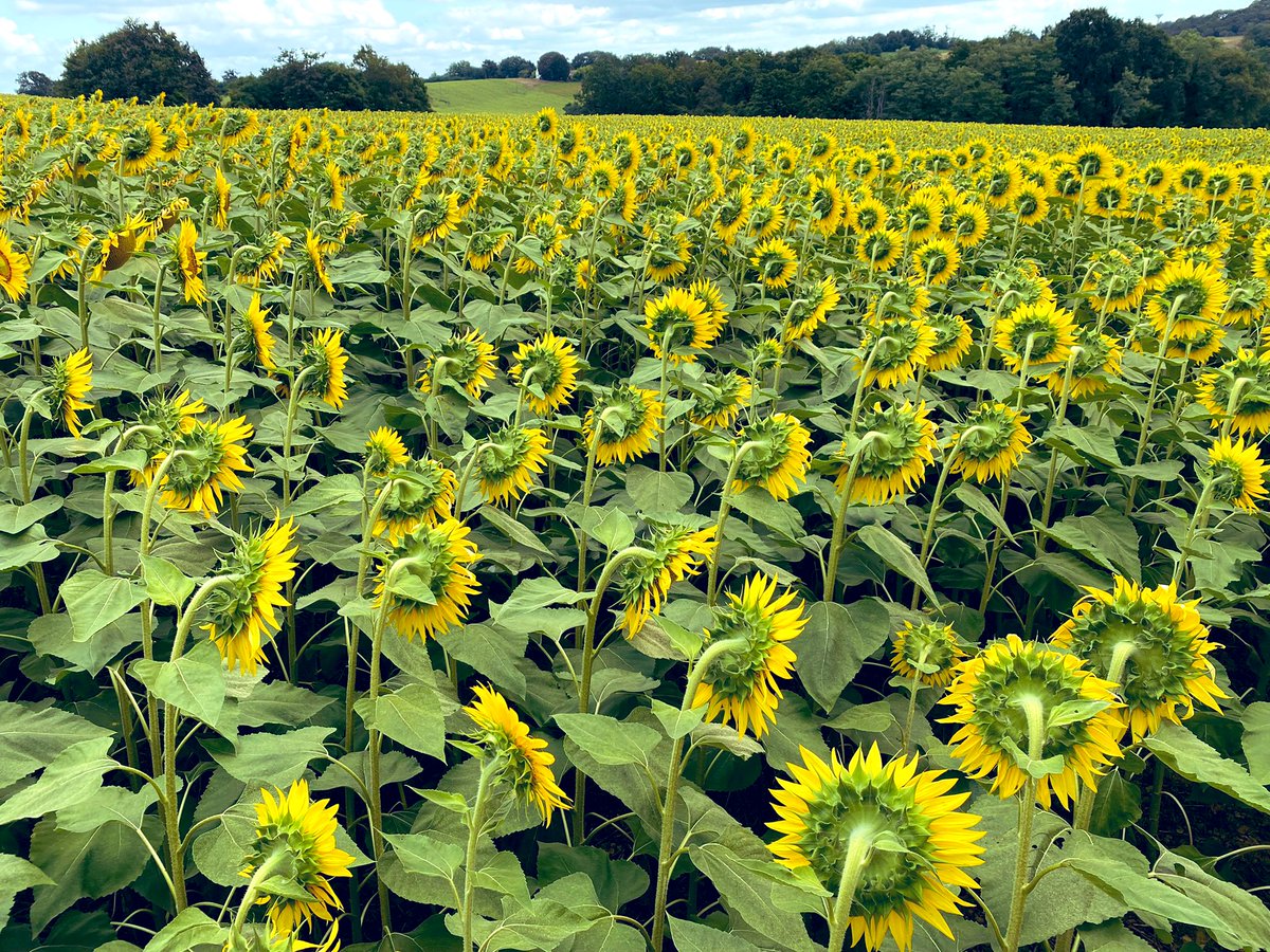 BonaHoun640's tweet photo. Après méteil enrubanné, la culture de #tournesol 🌻 pourrait tirer son épingle du jeu malgré la #sécheresse 🥵 (💧67 mm dans le Sud des #Landes )
Rita 🐶 reste au frais sous la canopée du #P63HE143 @PioneerSeeds semé à 40 cm
#pénurie #huile #ukraine 🇺🇦 https://t.co/P4bs2AdEfk