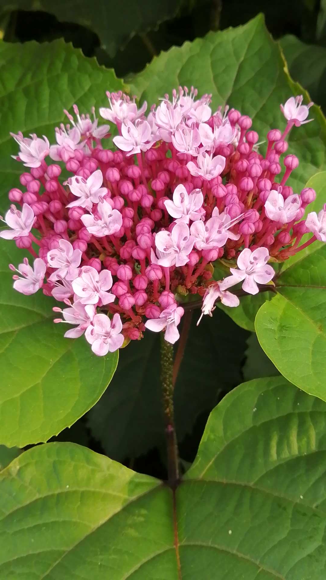 تويتر ヒナタ على تويتر ボタンクサギ T Co 0fzmypvoaj تويتر ヒナタ على تويتر ボタンクサギ T Co 0fzmypvoaj