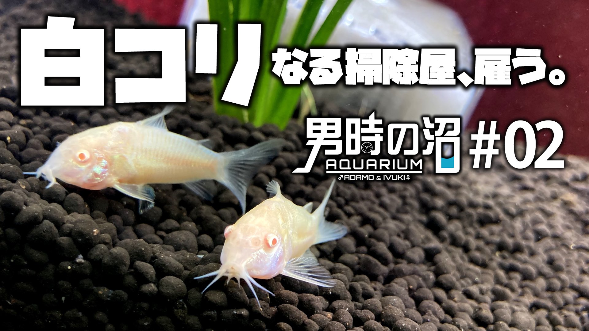 تويتر 吉田観賞魚 البحث في تويتر