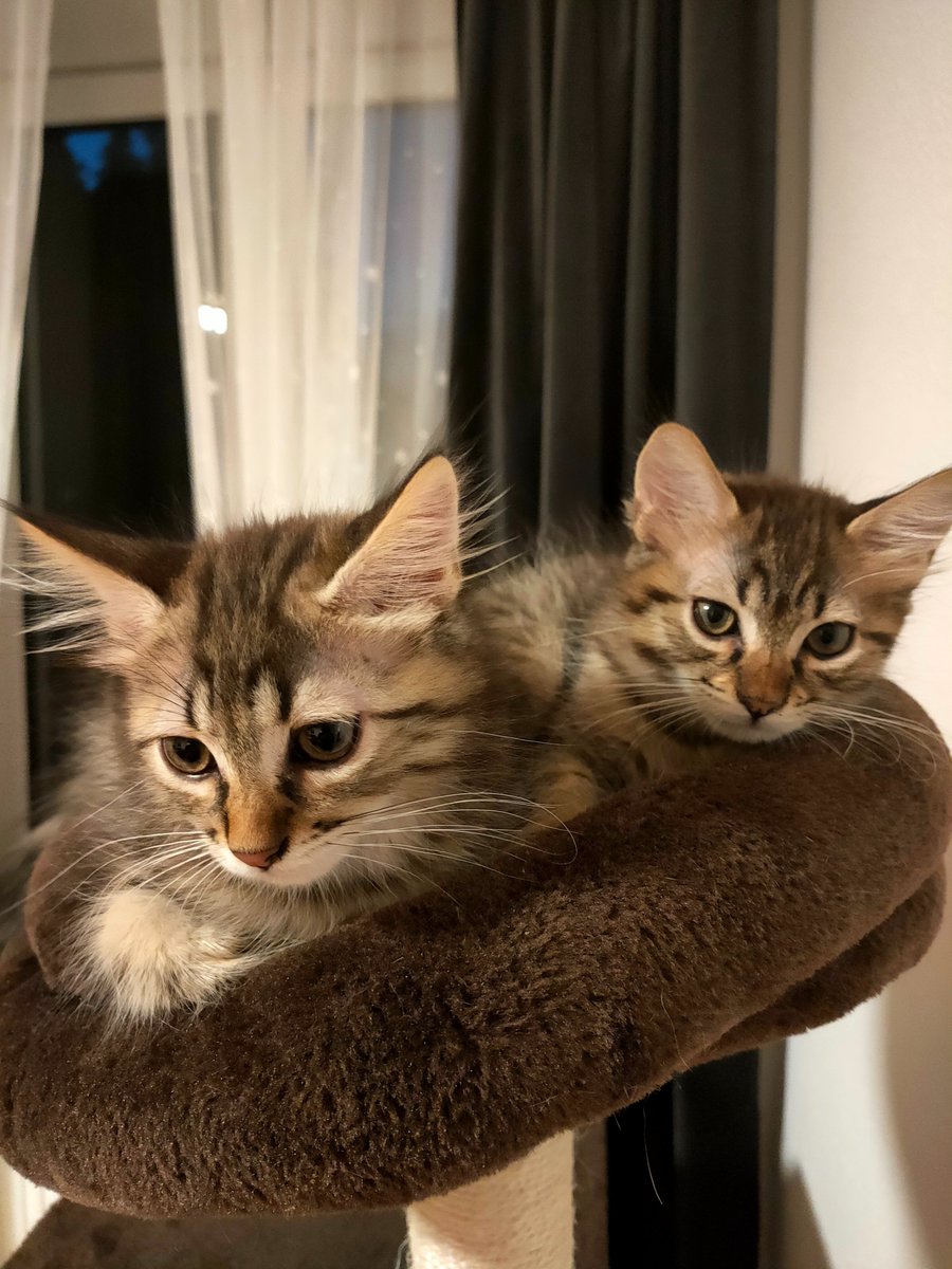 Irgendwie bin ich jeden Tag weniger motiviert Abnehmer für die beiden Süßen zu finden 😂