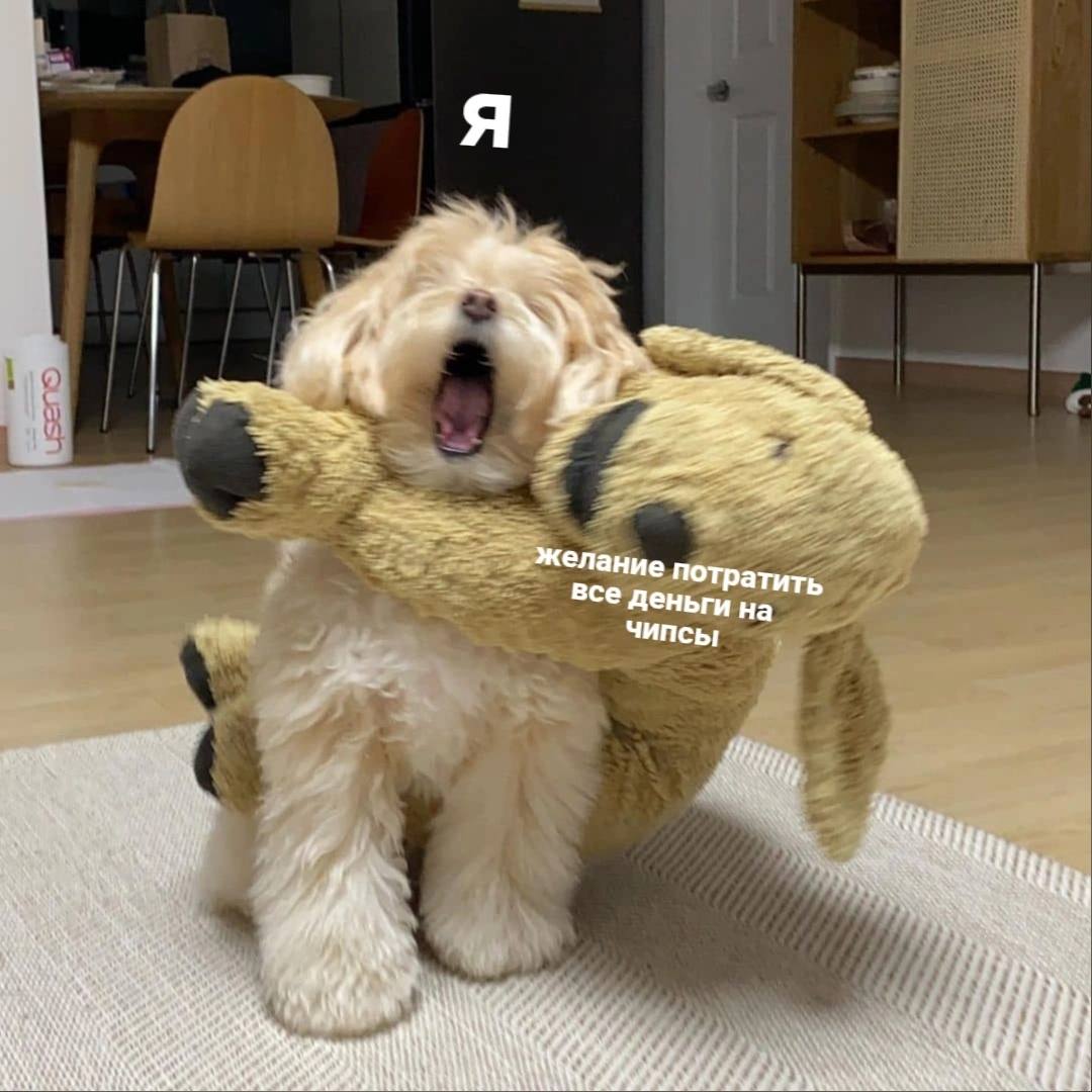 RussianMemesLtd's tweet photo. me

my desire to spend all my money on chips https://t.co/1iVtF98VkC