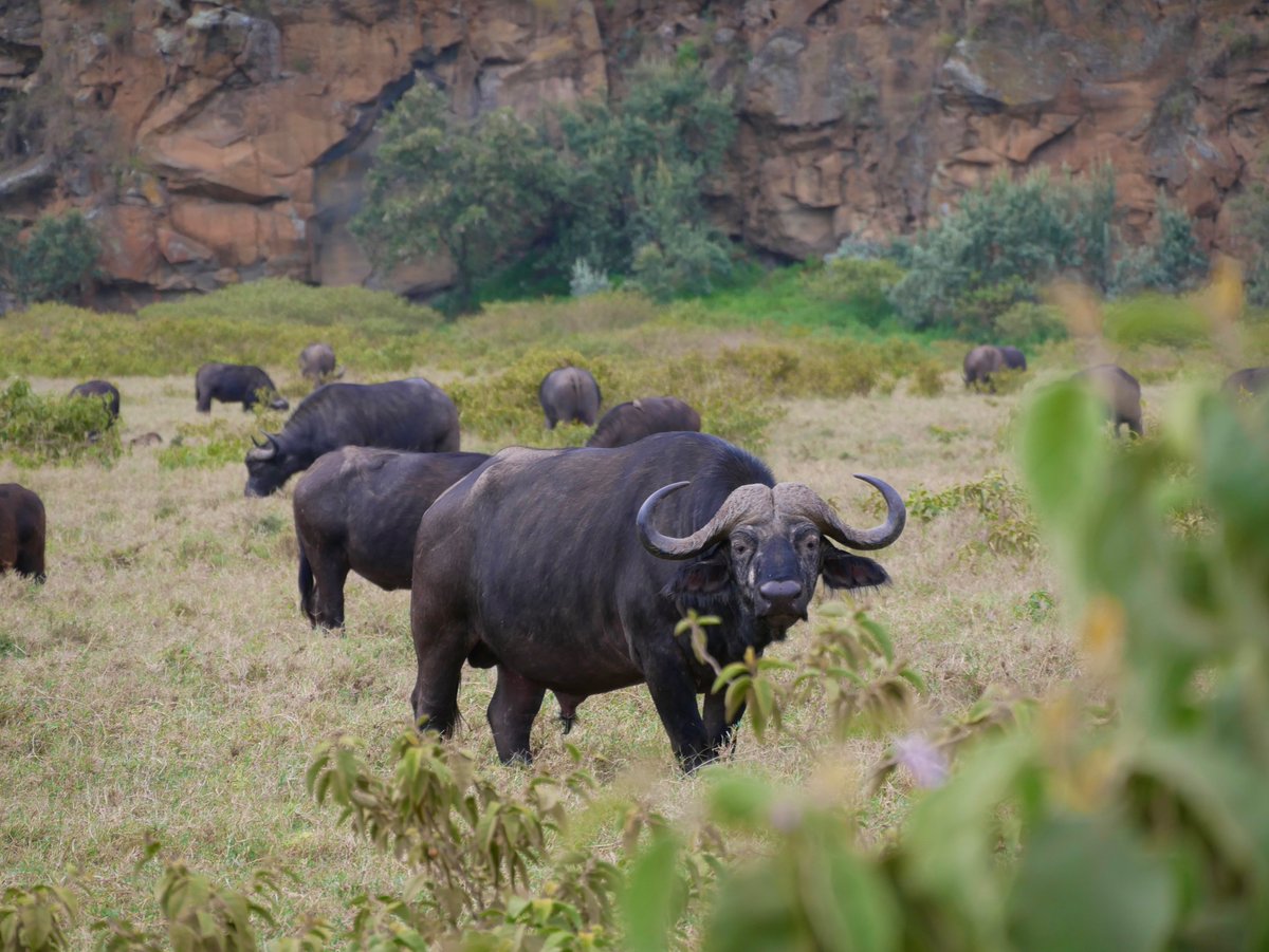 Encountering the diverse range of African fauna highlights the risks (and awesomeness) associated with working in #Kenya National Parks, thus demonstrating just one of the many reasons for the importance of pre-fieldwork #risk assessments!