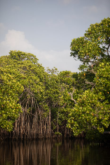 Happy #WorldMangrove day! #Mangroves store up to 5x more CO2 than tropical forests,as large pools are found in surrounding soil and dead roots. Check out the mangrove protection and restoration projects supported by @lamu_enviro @lankaenvirofund PC: Yanik Tissera