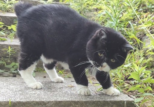 この猫 どこかで見たことがあるな つい木彫り感が出てしまう クマだったか Togetter