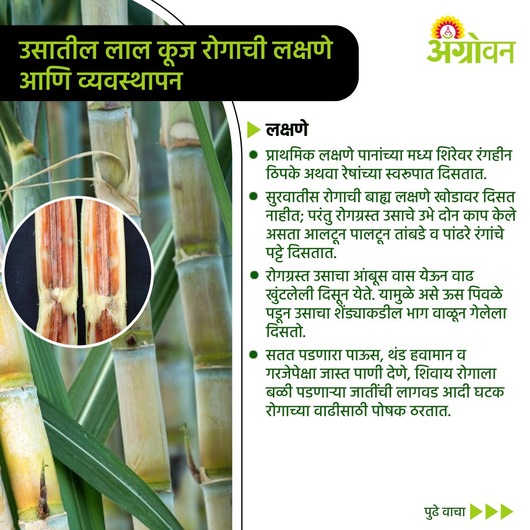 AGROWON's tweet photo. ऊस पिकातील कर्करोग म्हणून ओळखला जाणारा लाल कूज रोग उभे पिक नष्ट करू शकतो. यासंदर्भात पुढील सल्ल्याने उपाययोजना करता येऊ शकतील.
https://t.co/mCP72BTgNn
#Agrowon #AgrowonForFarmers #AgricultureNews #SugarcaneFarming #Redrotdisease #CropGuide https://t.co/prRexKVLDq
