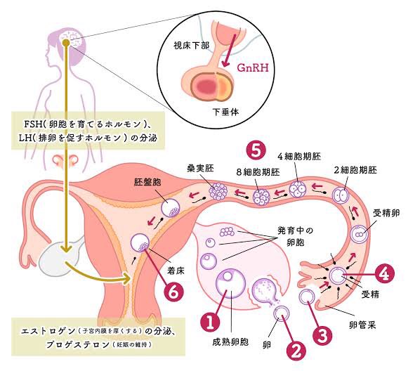 何の話やねんて思われてそうなので、私の中で受精のイメージ図が保健体育で出てきそうなこれなので、精子は一旦卵管を通っていくと思うんですよ。でも泳いでいくだけだから奥まで流れ込むことはなくて、そのために密閉空間として子宮を作画してるのかなぁ? 