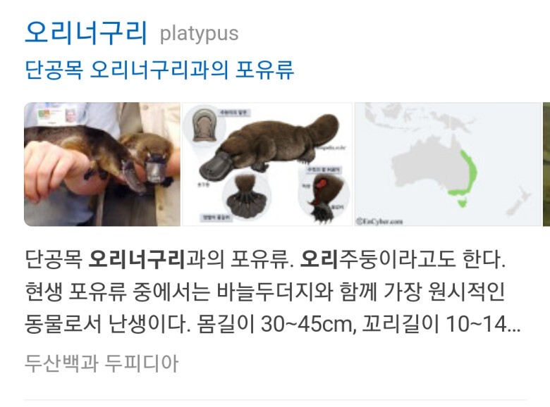 당근마켓 고라파덕 대량 판매의 사연