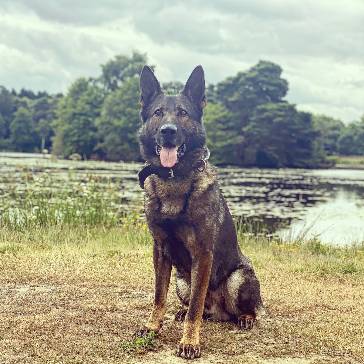 🐾FSD Hooch🐾 Last night two Range Rovers were stolen and located parked unattended. Hooch arrives tracks and locates the key scanner and other evidence. Hooch carried on tracking and located a male suspected of being involved who was hiding. #teamwork @tvprp @TVP_Bracknell