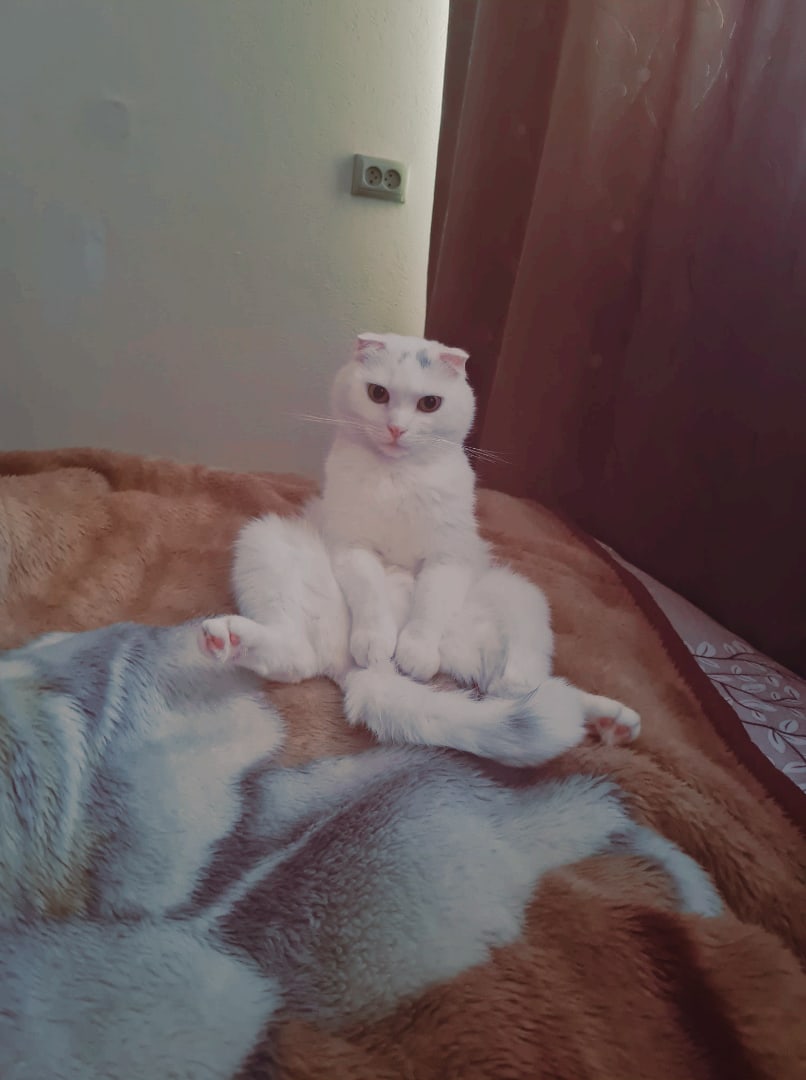 taikirpg1's tweet photo. Булочка Сириус 😏 https://t.co/YpIfHEIxdp