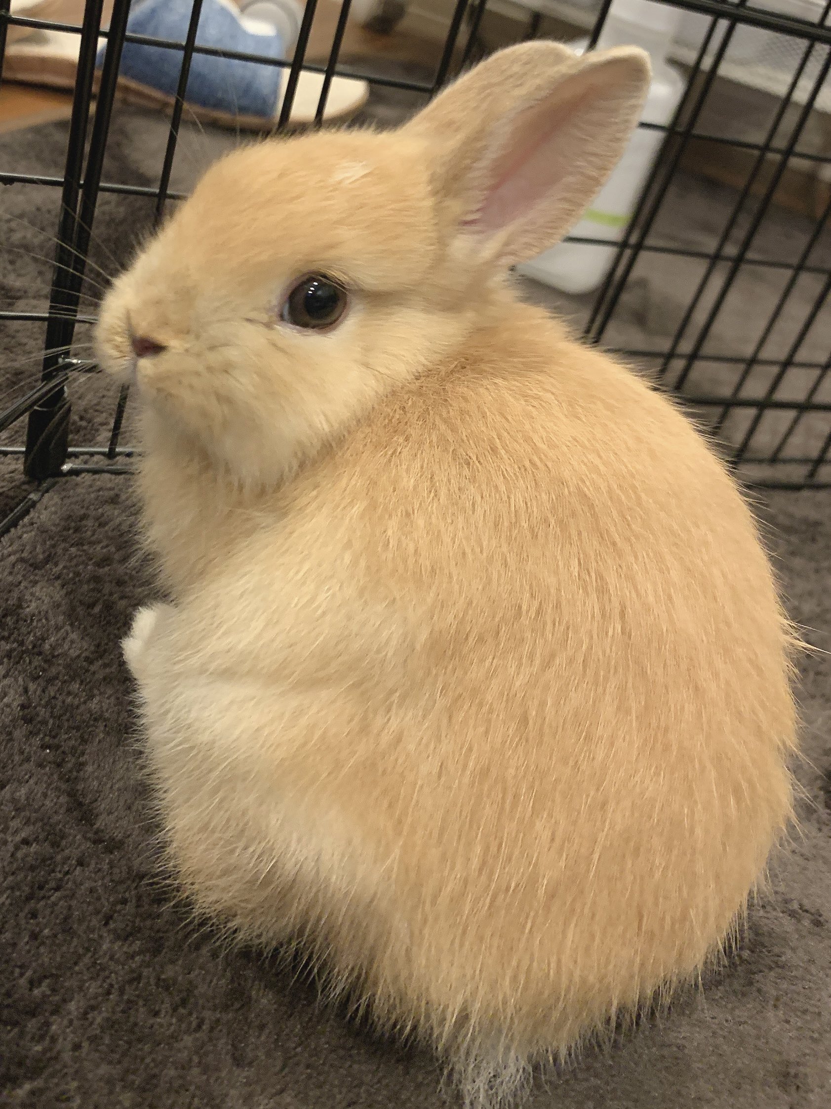 Follow うさぎのひまり ななん S Himari Una Latest Tweets Twitter