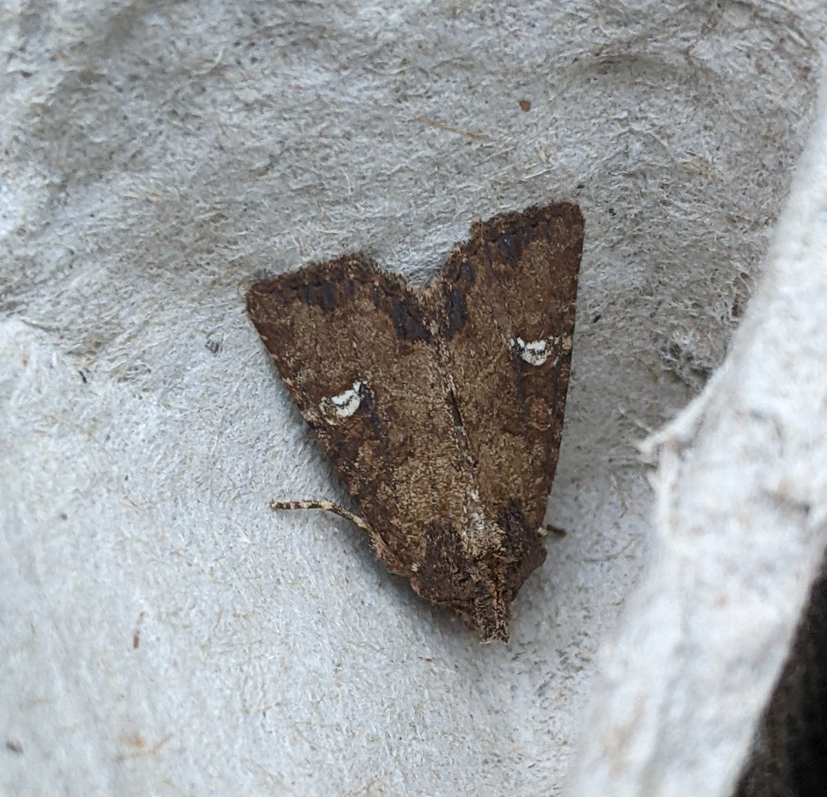 ajb_ajb6's tweet photo. I'm assuming that these are all common rustic agg and can't be distinguished?
@MOTHIDUK #rustics https://t.co/CIJtra0BEP
