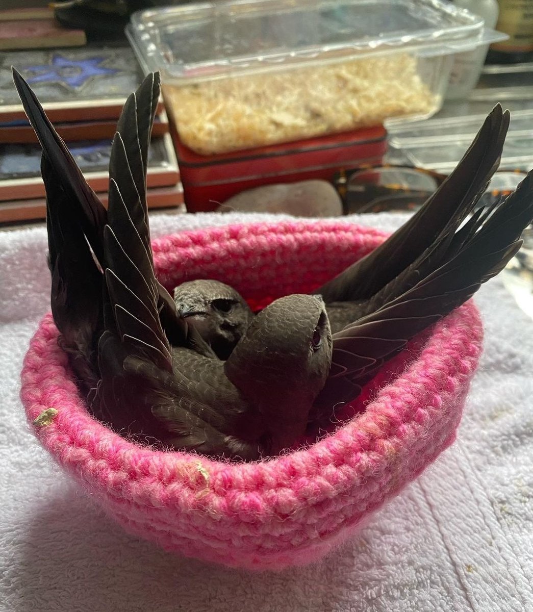 DistrictHerbal's tweet image. Even if you can&apos;t take in a Swift, you can still help! Knitted nests, transporting swifts to a carer, helping with nesting sites, logging local sightings #Lincolnshire 
Here&apos;s a couple of the swifts that Megan had in her care last week.
DM for deets of how to reach Megan
#swifts