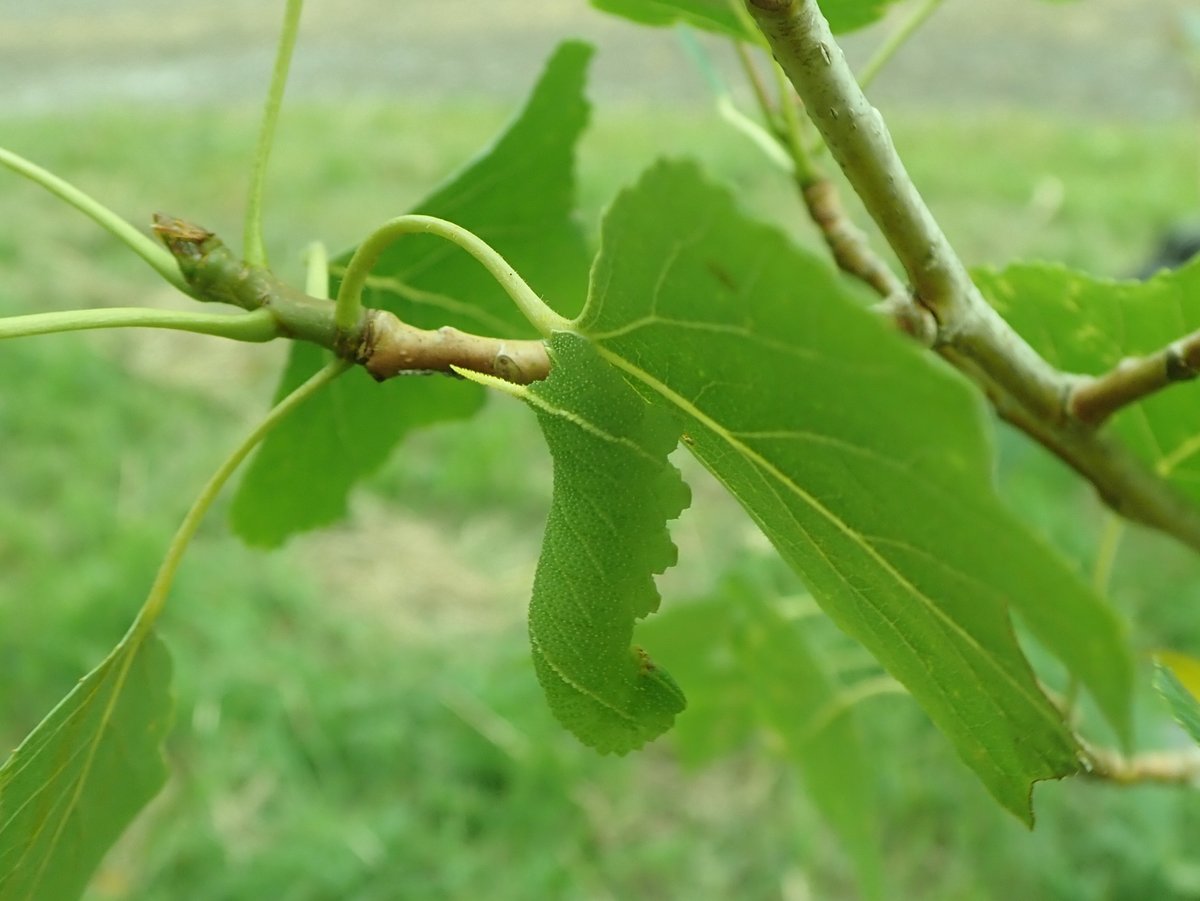How about this for camouflage? Poplar Hawk-moth caterpillar on a poplar sapling at Fenn's Moss (Denbighshire), found by the eagle-eyed Tony Jacques.
