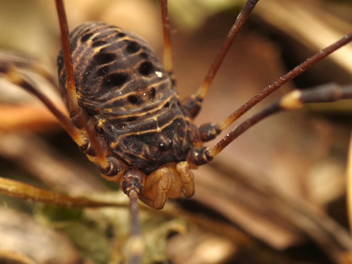 Beasts I've been dreaming of for too long.
Finally found them last night under a small concrete bridge above a mountain stream. I'm not exaggerating, these Titan Harvestmen (Gyas titanus) definitely live up to their name. Largest European harvestmen and truly a sight to behold.