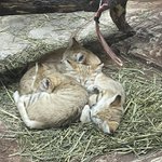 ツイートに含まれる画像