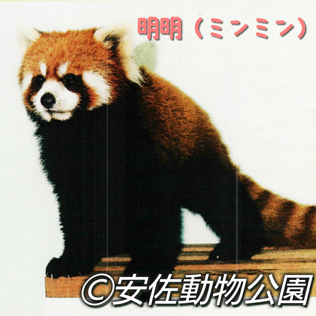 パンツ redpanda ぴっぴ (@CurledTails) / X