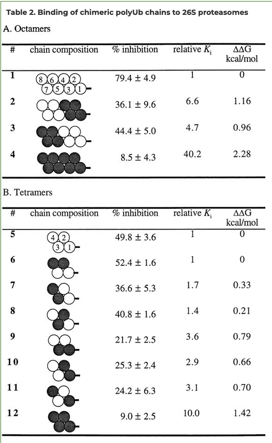 Seminal #ubiquitin paper from #40yearsEMBOJ: Cecile Pickart and colleagues defined tetra-ubiquitin chains as minimum requirement for proteasomal recognition doi.org/10.1093/emboj/… embopress.org/page/journal/1…