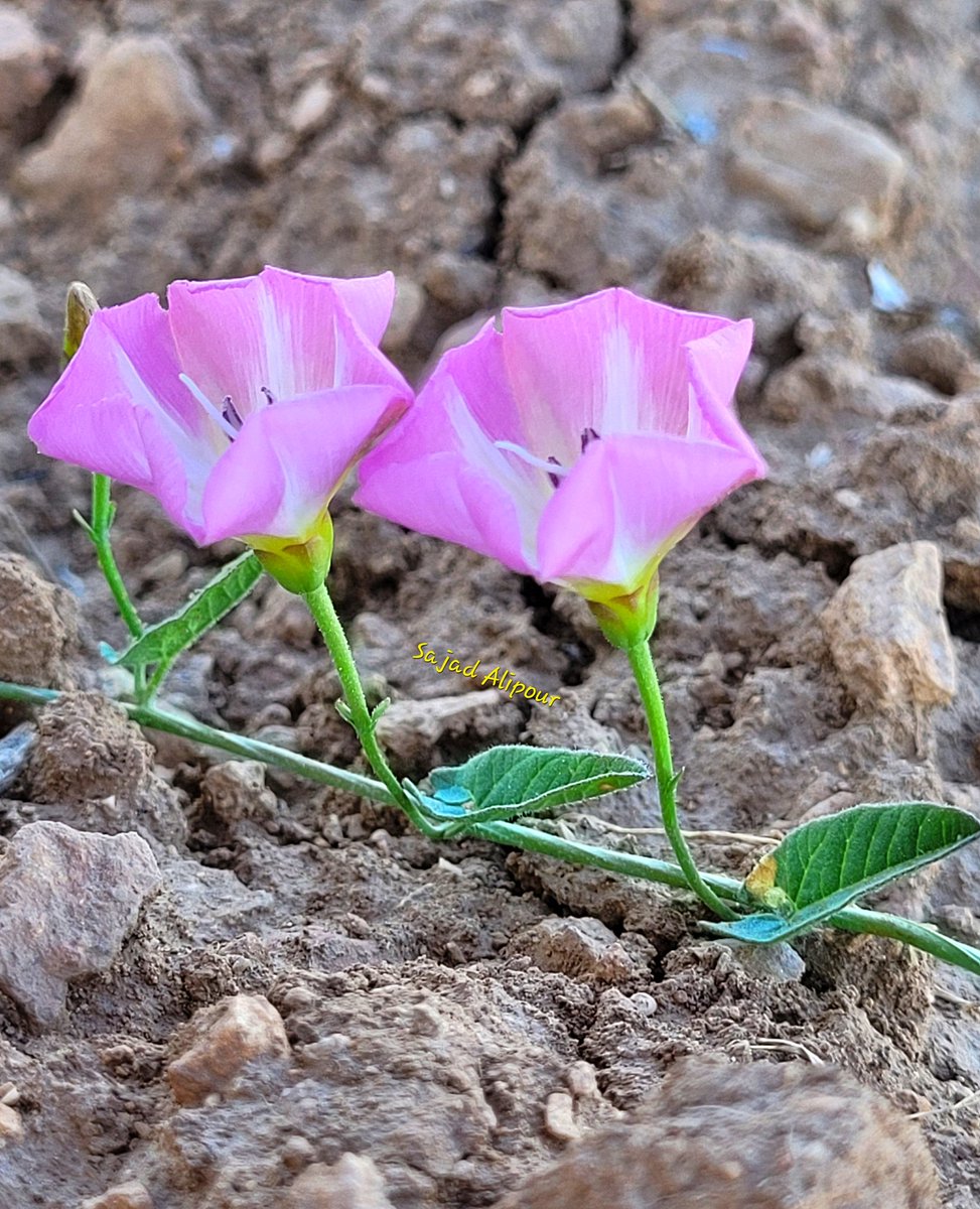 I don't know why my post does not appear for you
What should I do?
.
Convolvulus arvensis pink form
Convolvulaceae
Sepidan, Fars province, IRAN
Altitude: 2100 m 
May 2022
