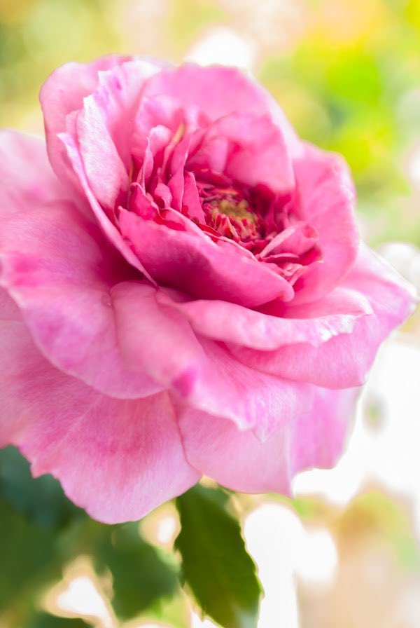 Pete 🌿 tweet media