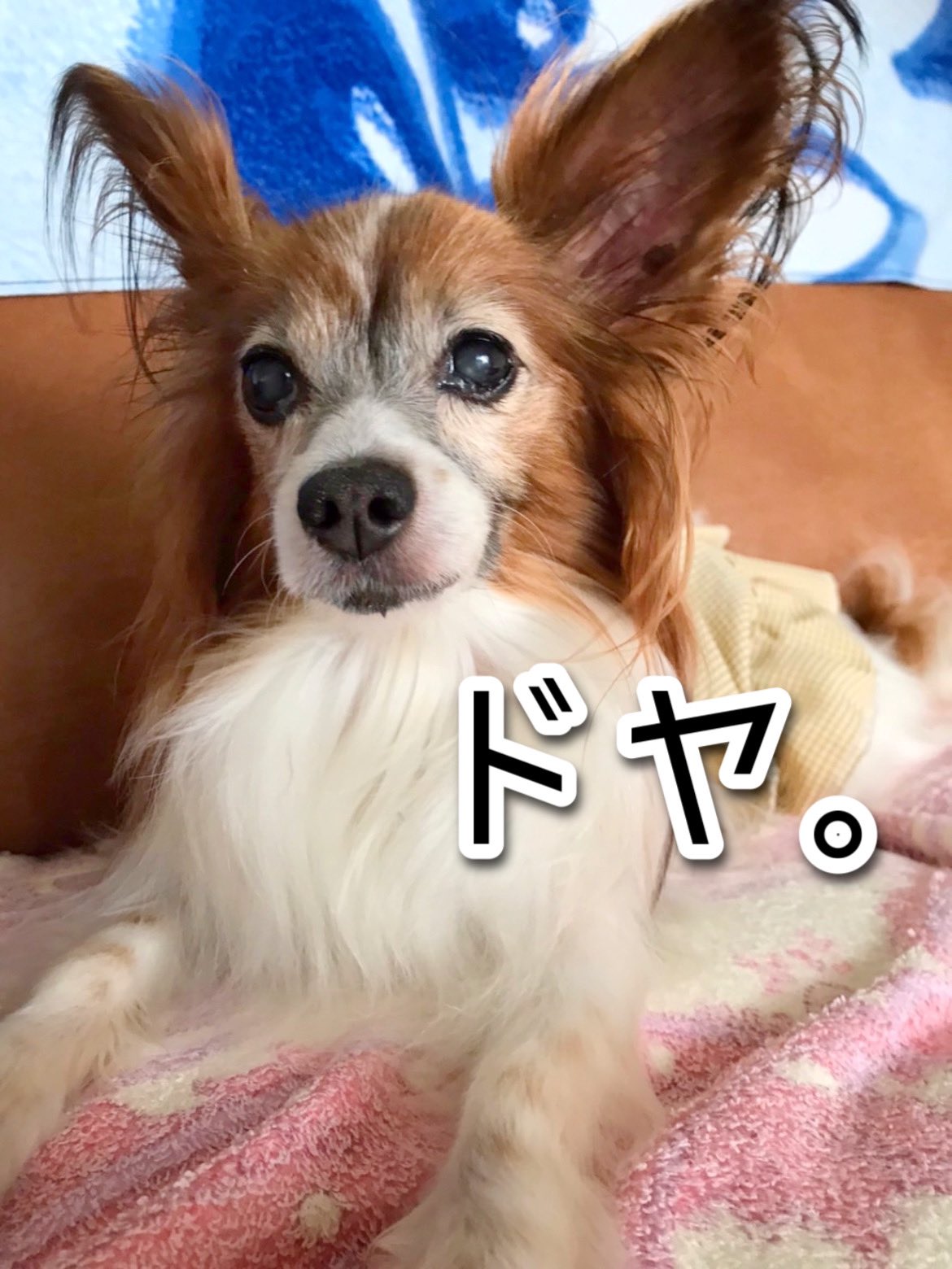 のんちゃん W フッ わたち もやし 食べまちた でも カリウムが多いので 腎臓の為に念の為 少しにしまちたけどね ドヤ パピヨン 犬のいる暮らし 犬好きさんと繋がりたい 犬のいる幸せ T Co U7bq4x1qd0 Twitter のんちゃん W フッ わたち もやし 食べまちた でも カリウムが多いので 腎臓の為に念の為 少しにしまちたけどね ドヤ パピヨン 犬のいる暮らし 犬好きさんと繋がりたい 犬のいる幸せ T Co U7bq4x1qd0 Twitter