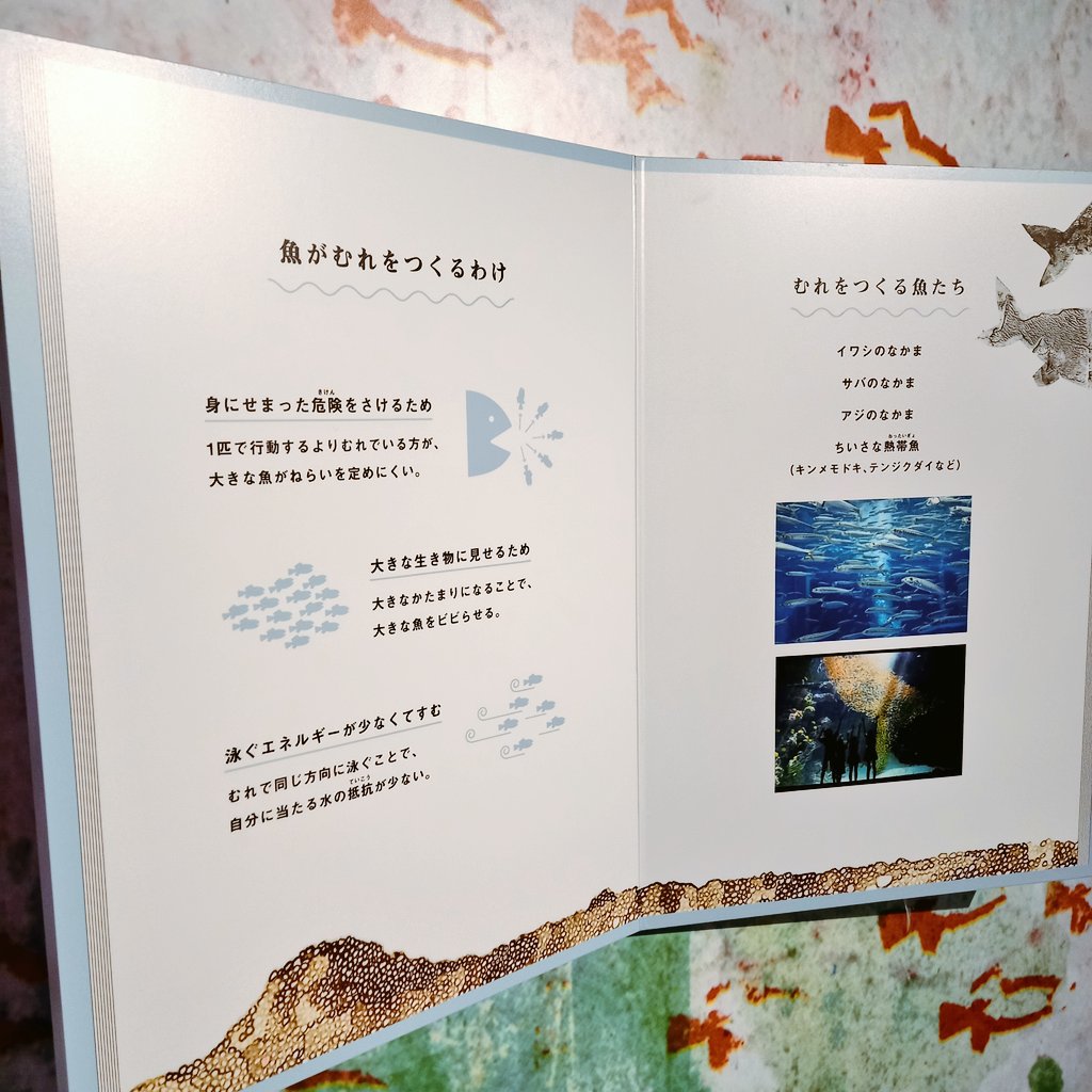 アクアマリンふくしまの企画展🐟
スイミーに登場する生き物の展示も生態にまつわる分かりやすい解説もよかった〜〜空間づくりが凝ってた〜
一学期の国語の授業でスイミーやった長女大歓喜