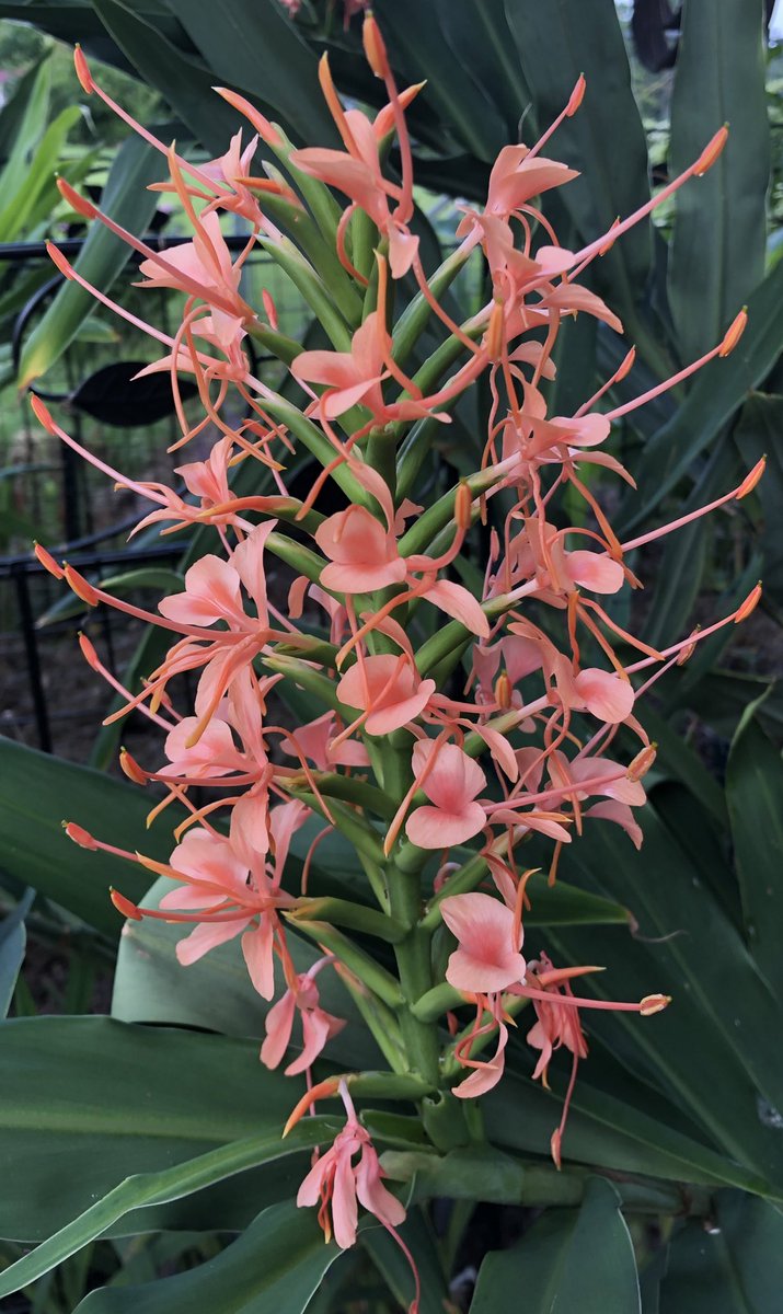 I so look forward to my ginger collection starting to bloom. The Hedychium gingers have some really beautiful flowers and some are very fragrant. 🧡

#GardeningTwitter #TropicalVibe #Summer #Flowers #Gardening #Plants