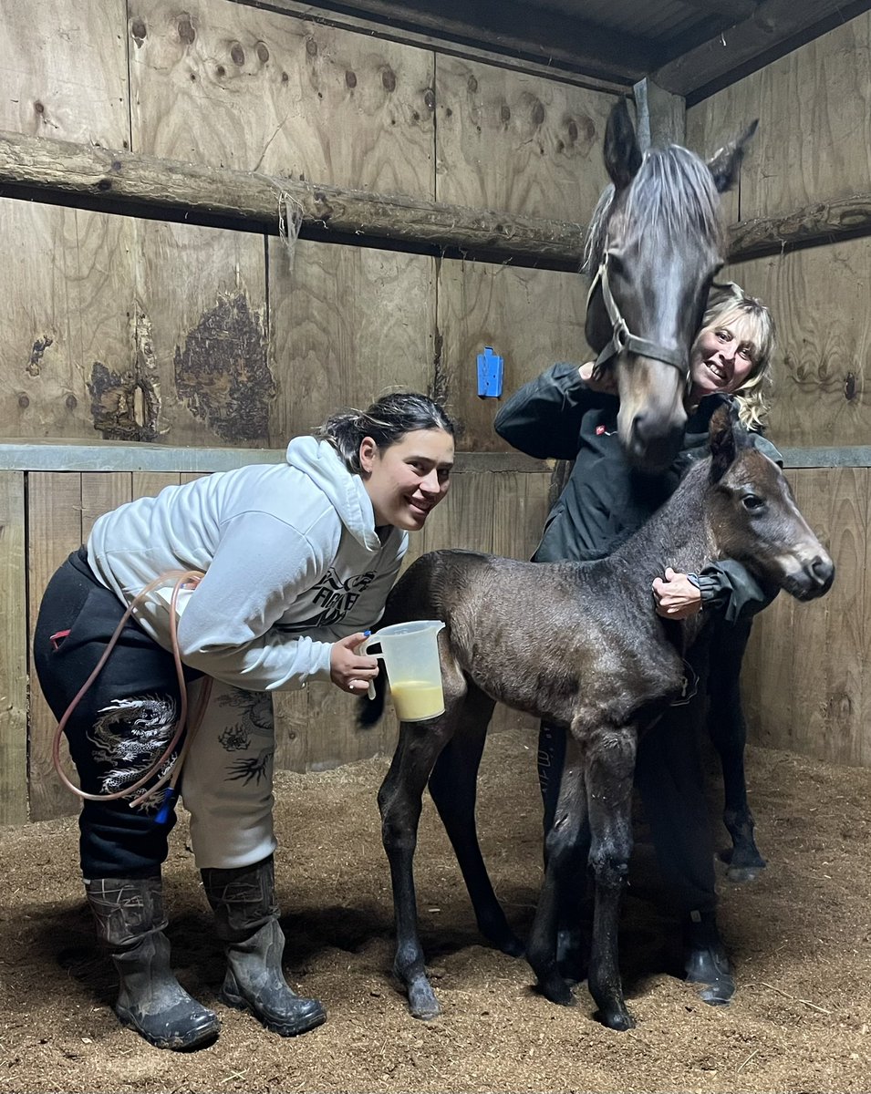 A little earlier than expected Haunui’s 1st foal of the season - Almanzor ex Savabeel mare Respect#1down150togo