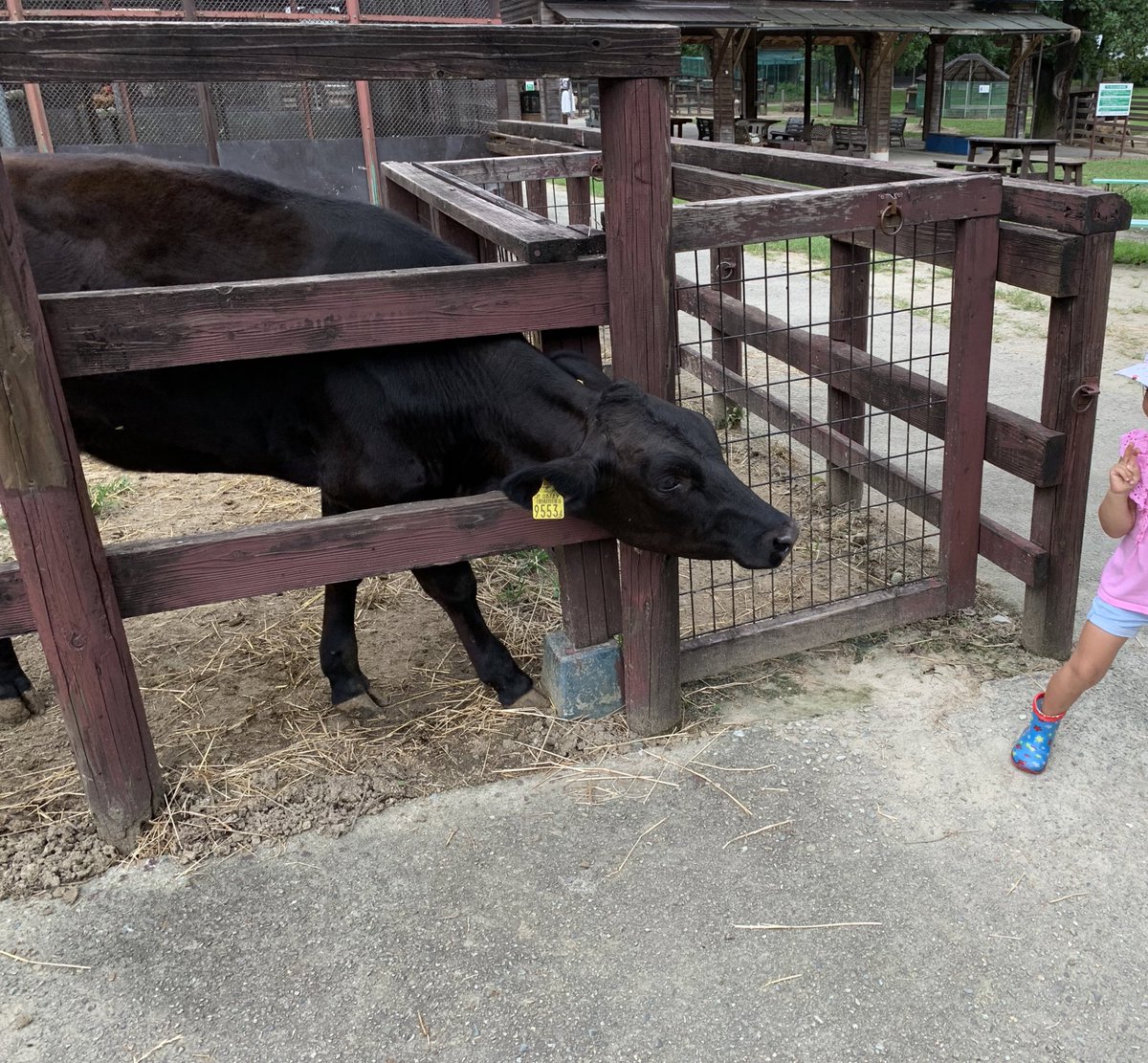 ジェン Jenn 珍 🌻体操大会トレーニング中🌻 on Twitter Senbon Matsu Farm in