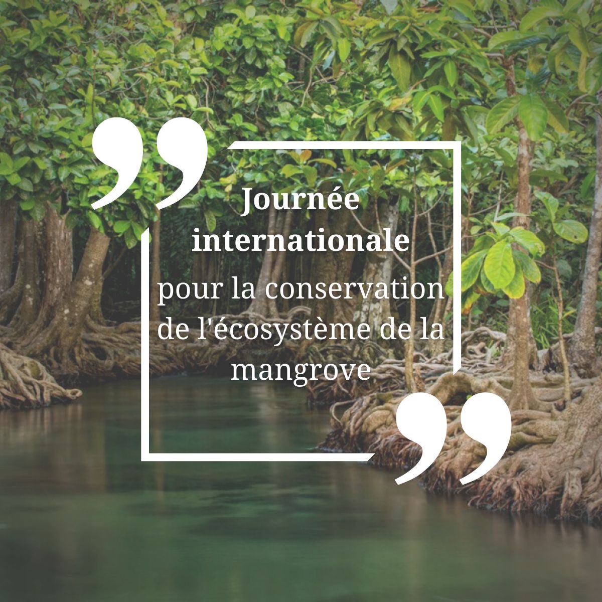 🌱 Aujourd'hui c'est la journée internationale pour la conservation de l'écosystème de la mangrove !

#mangrove #écosystème #nature