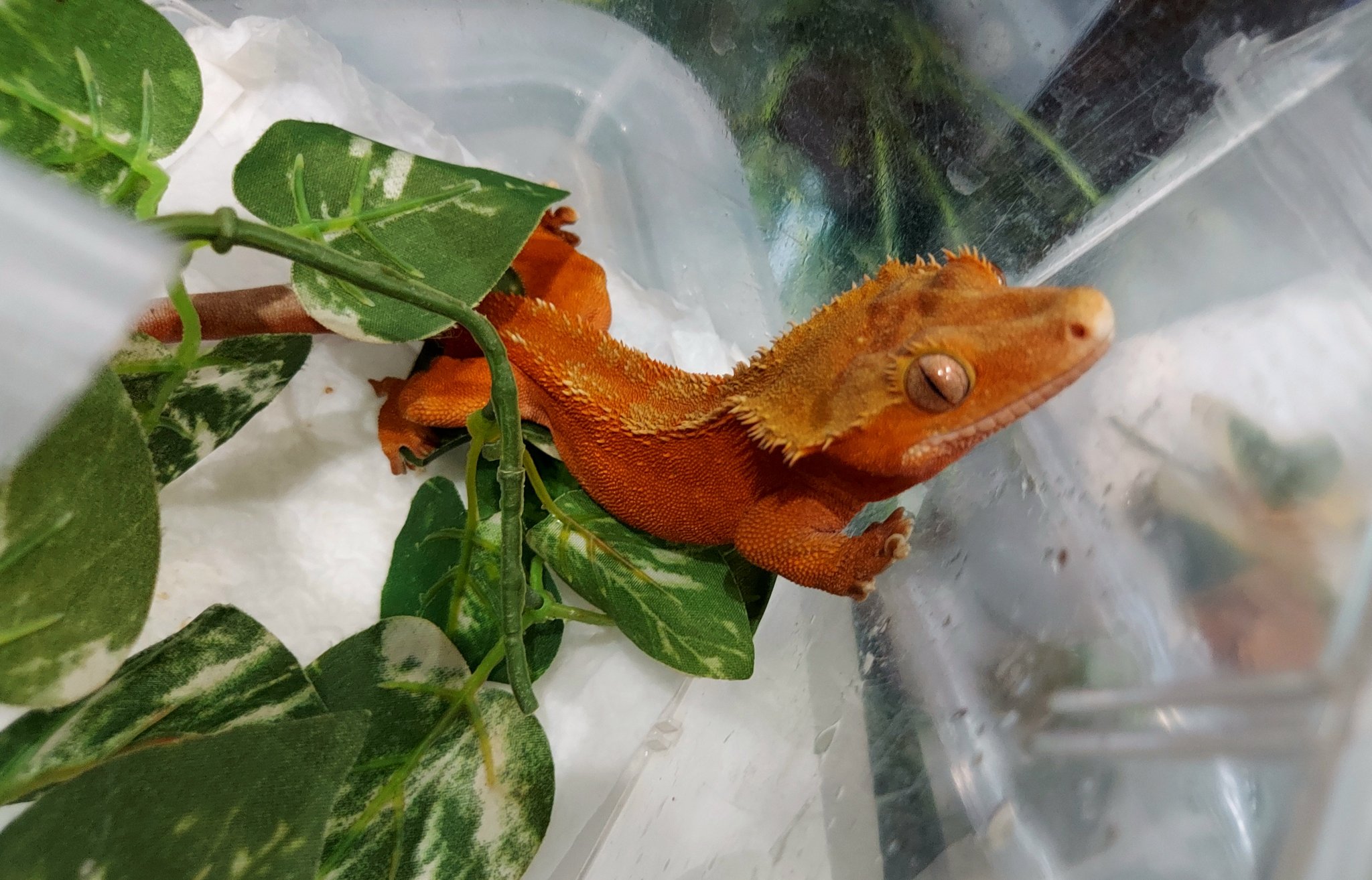 تويتر Breeders Reptiles Shop Goisu Land على تويتر Adクレステッドゲッコーやって来ました 多めですがグレード高いです ご来店お待ち致しております Exoticreptilesgoisu埼玉店 クレステッドゲッコー オウカンミカドヤモリ T Co Hlcgjxqg4j