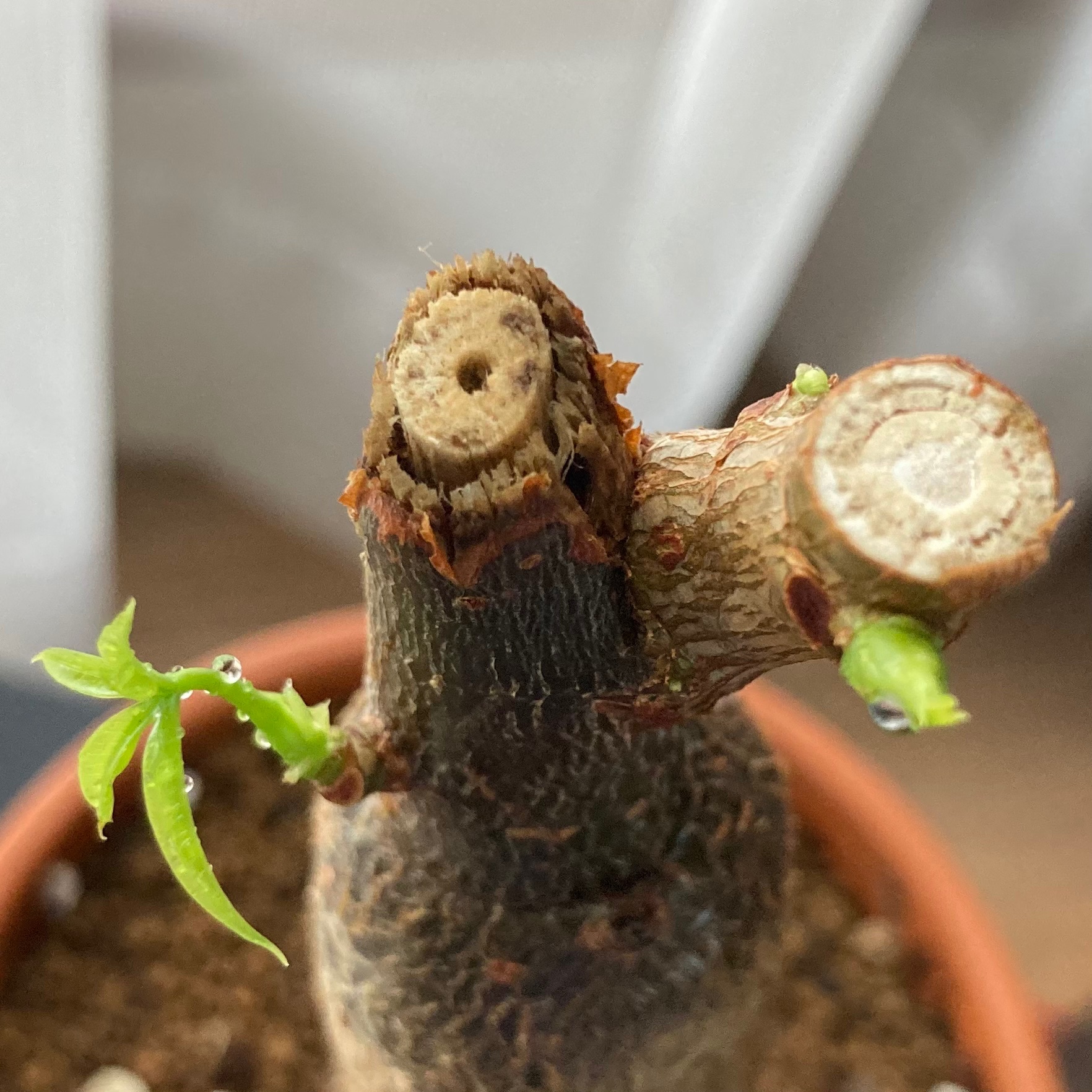 ピヨポフの園芸記録 パキラ こちらも1週間での成長記録 頂芽優勢とは何かがよく理解できた T Co Pdwmmv08qv Twitter