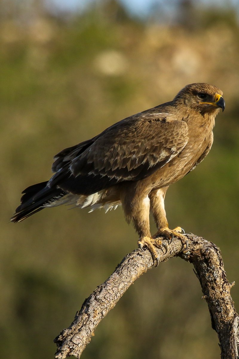 Data_BirdMan's tweet image. Tawny Eagle (Aquila rapax)
𝐌𝐚𝐚𝐬𝐚𝐢 𝐌𝐚𝐫𝐚, 𝐊𝐞𝐧𝐲𝐚

#TwitterNatureCommunity #TwitterNaturePhotography   #birds #Naturephography #birdwatching #Canon #canonphotography #birdphotography