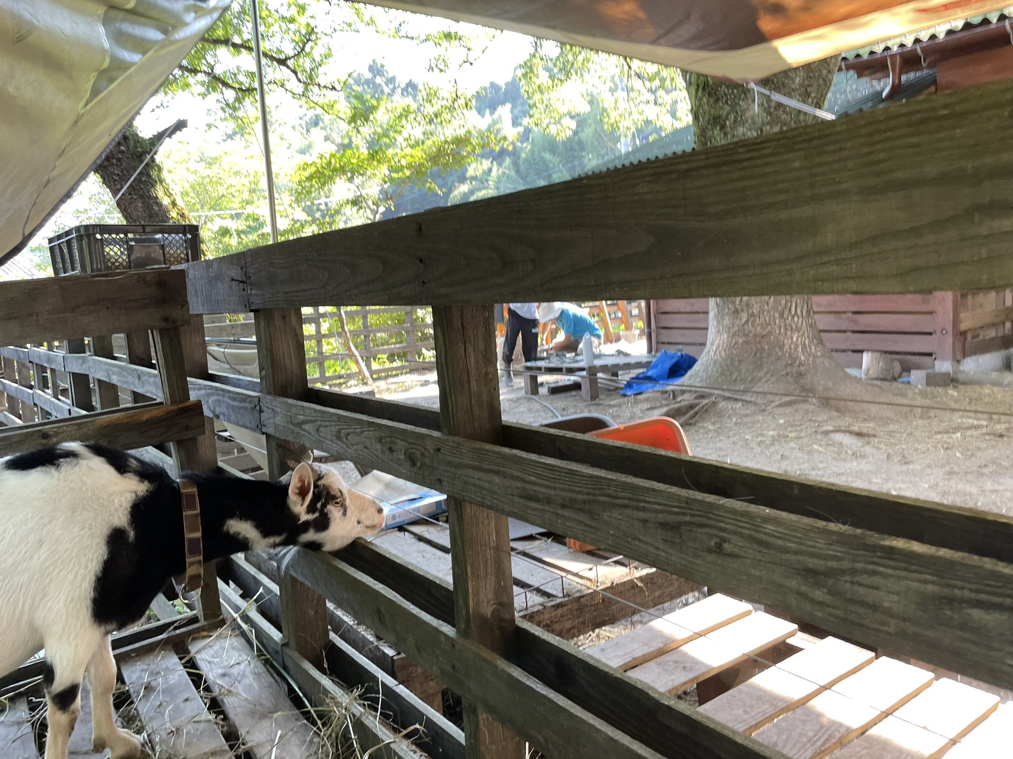 Koto 途中から追い出された現場監督のマイル 無事 ヤギ小屋 大部屋 の土間打ち終わりました ひったいだれたー ヤギ ヤギのいる暮らし トカラヤギ 土間打ち Diy ヤギ小屋 鹿児島弁 T Co Nvelaomzrw Twitter