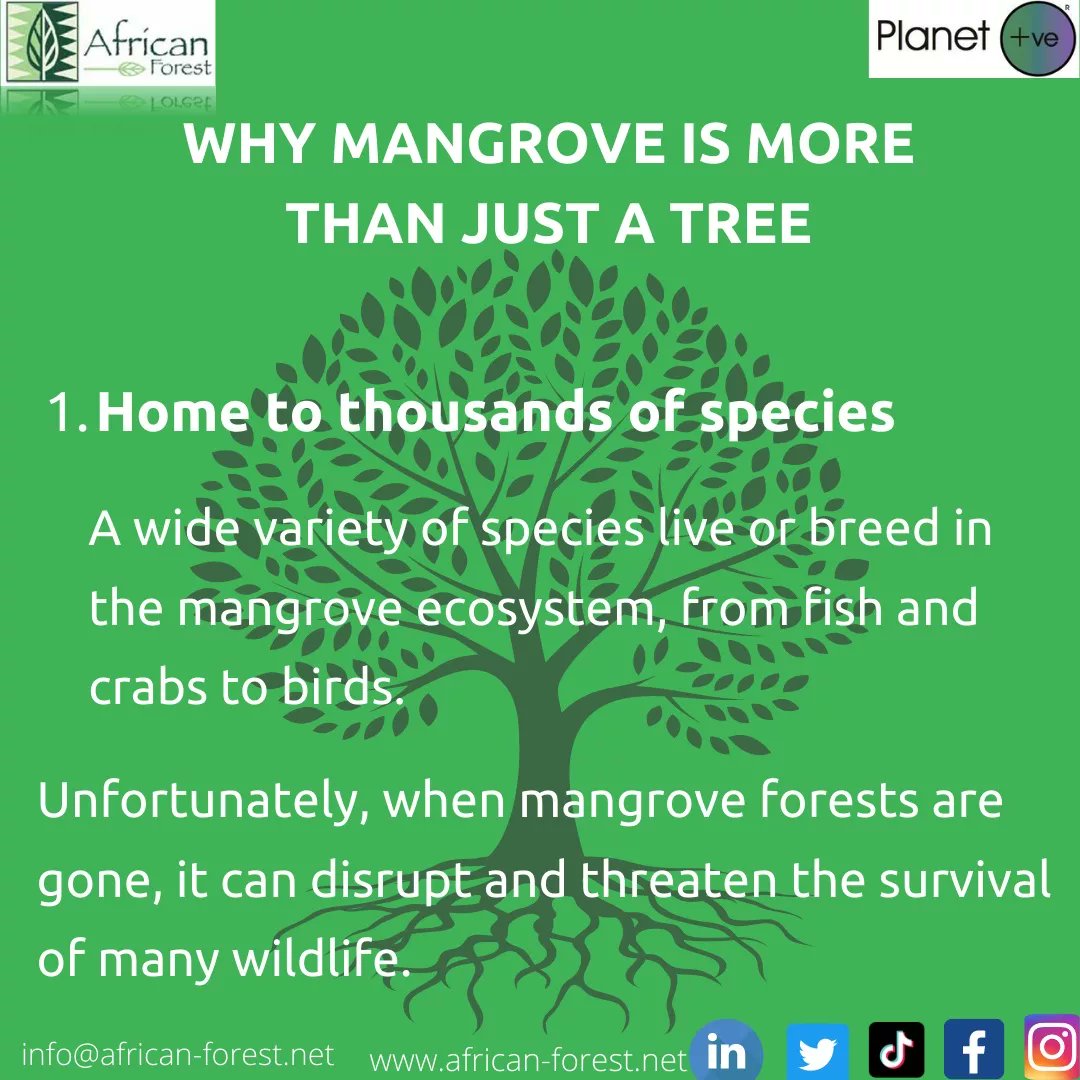 _AfricanForest's tweet photo. Happy world mangrove day! One of the most important trees in the world with important uses.🌳

Visit our website at https://t.co/nrZk20WEov, Info@african-forest.net, 07227 68888.

LEAVE YOUR MARK, GROW A TREE WITH AFRICAN FOREST.

#mangroves #nature  #environment #leaveyourmark https://t.co/4qS6rruocg