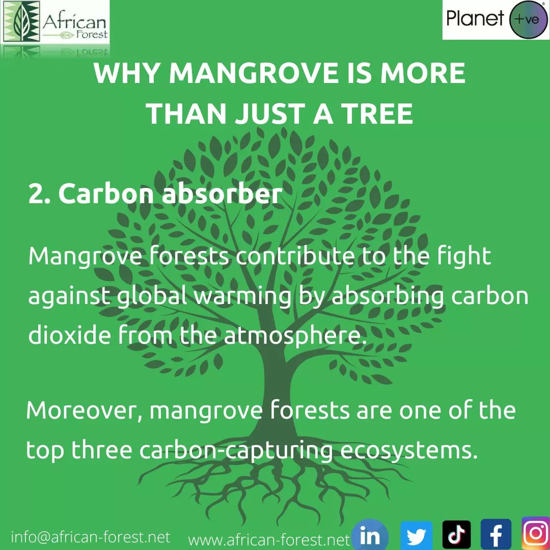 _AfricanForest's tweet photo. Happy world mangrove day! One of the most important trees in the world with important uses.🌳

Visit our website at https://t.co/nrZk20WEov, Info@african-forest.net, 07227 68888.

LEAVE YOUR MARK, GROW A TREE WITH AFRICAN FOREST.

#mangroves #nature  #environment #leaveyourmark https://t.co/4qS6rruocg