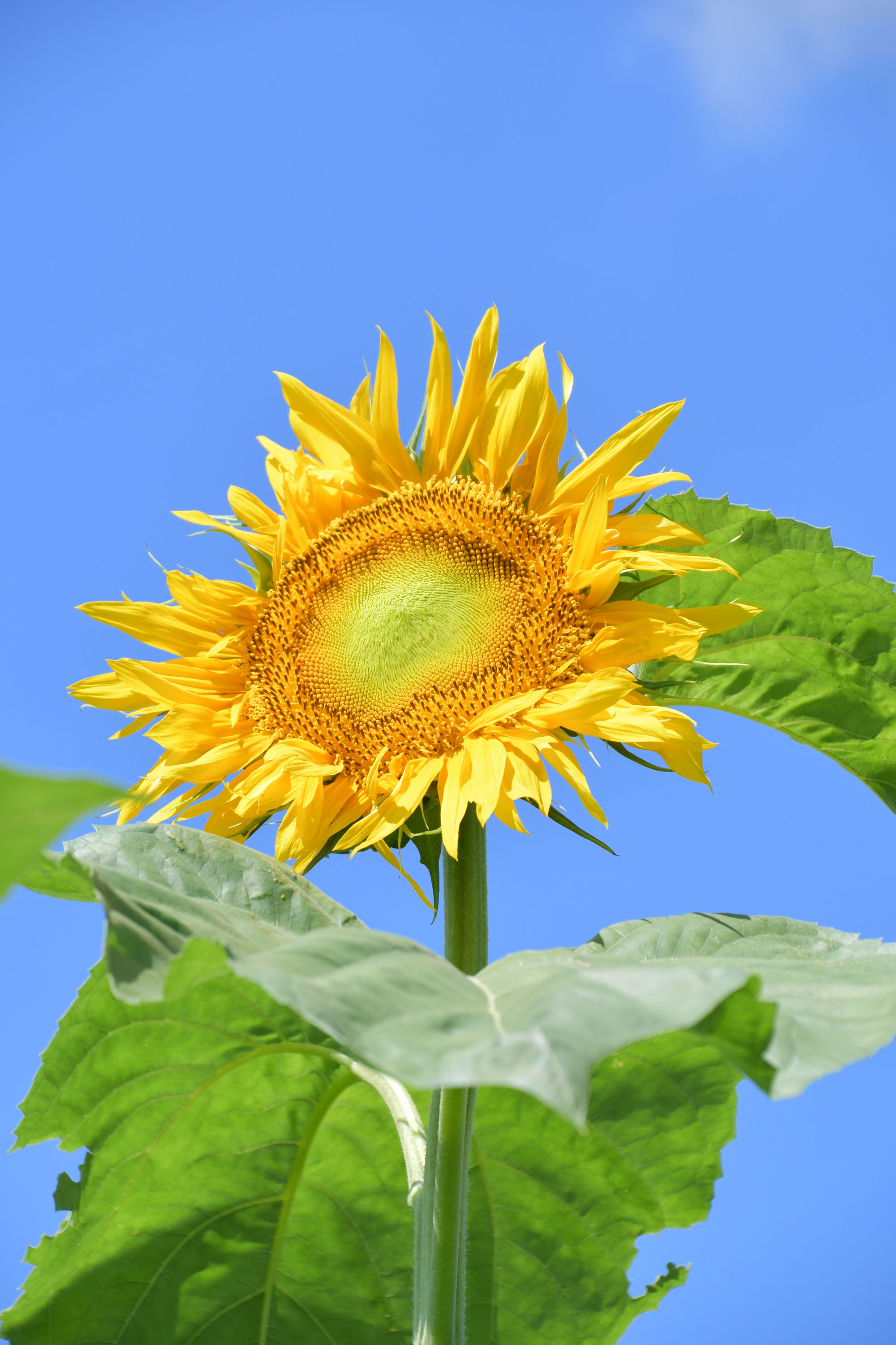 茨城県 常陸太田市 on X: 