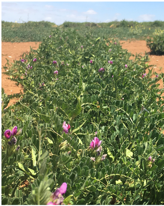 UoNFoodflavour's tweet photo. Common vetch is an underutilised leguminous crop species, likely to contribute greatly to future global protein demand. 

@SamAGRiley's paper explains the effects of processing, cooking &amp; fermentation on the flavour &amp; volatile profile of vetch. 
📖➡️ https://t.co/oNpDEsBCzp https://t.co/xfMeGlMFO3