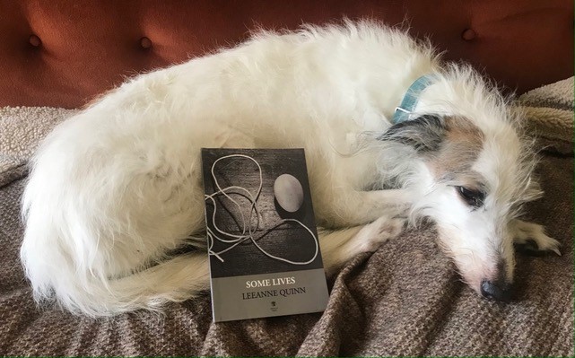 Day 26 of #TheSealeyChallenge @SashaDugdale recommends Leeanne Quinn’s 'Some Lives' (@dedaluspress). 

'The book's language is clear and sonorous as a bell. It's a beautiful read– the language is so precise and pure– you’ll want to return to it many times.'

#InternationalDogDay