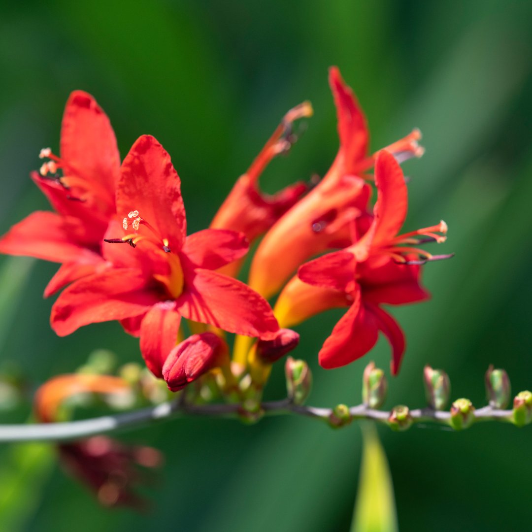 countrylifegc's tweet image. 🌺 Crocosmia 🌺 Often referred to as “Lucifer”, or “The Orange Devil” this flower creates an exotic display of sword-shaped leaves and vibrant and colourful bee-friendly tubular-shaped flowers.

#SummerFlowers #operationpollination #CountryLife