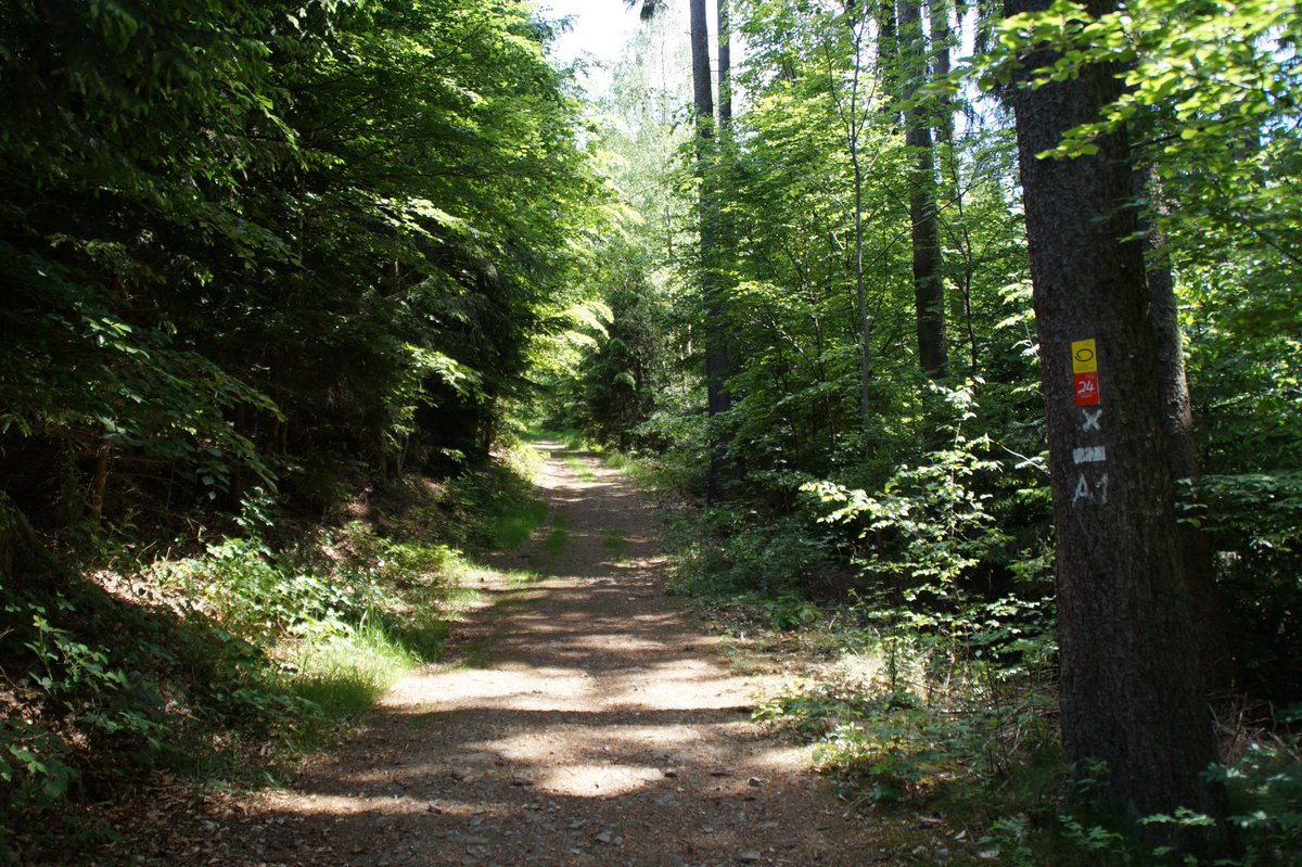 Seid ihr schonmal auf dem #Baumweg gewandert?🌳 Es ist der letzte der 24. Bergischen Streifzüge und führt durch die schöne Gemeinde #Morsbach. Auch cool: Es ist ein Maus-Weg, also auch perfekt für Kinder geeignet!  
bit.ly/3S0GBhw 🥾